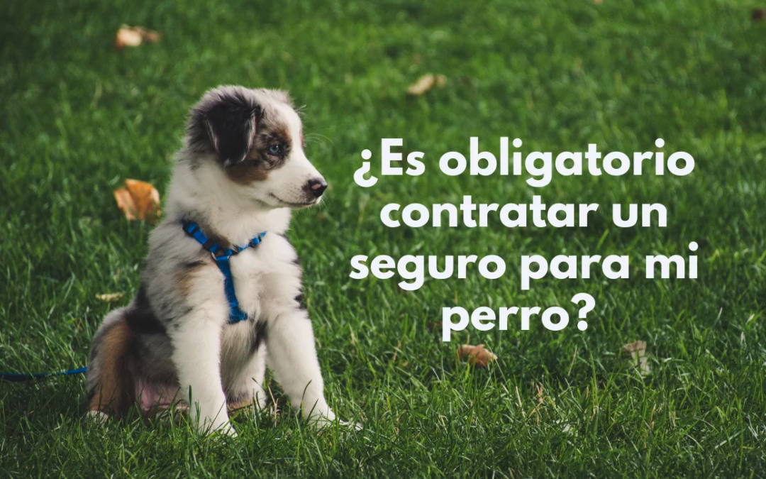 ¿Es obligatorio contratar un seguro para mi perro? Con la nueva Ley de Bienestar Animal es obligatorio para todos los dueños de perros en España.