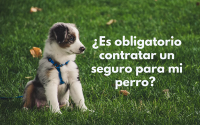 ¿Es obligatorio contratar un seguro para mi perro? Con la nueva Ley de Bienestar Animal es obligatorio para todos los dueños de perros en España.