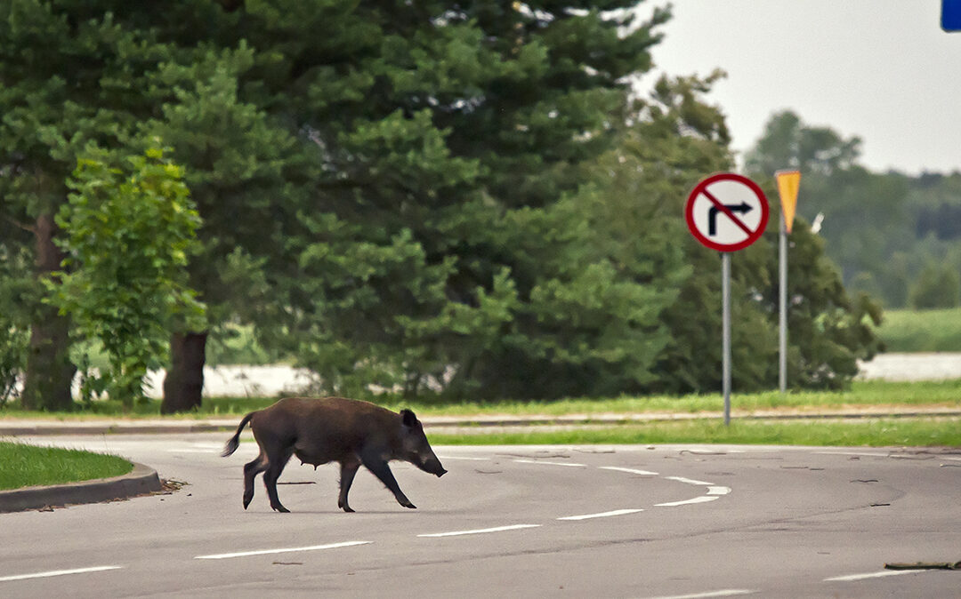 Hablemos de Seguros ¿Qué hacer si te encuentras a un animal en la carretera?